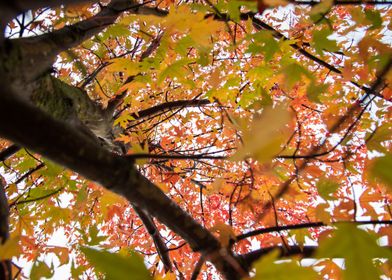 Beautiful fall colours