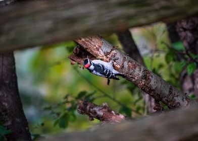 Downy woodpecker on a tree