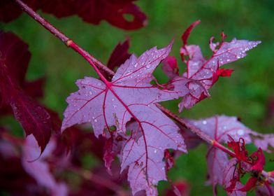 Red leaves on a branch