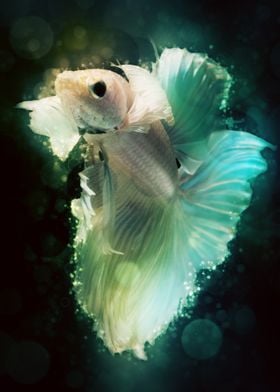 Betta Fish 3