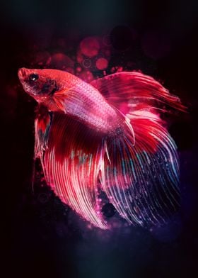 Betta Fish 15