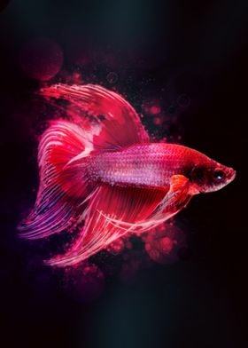 Betta Fish 6