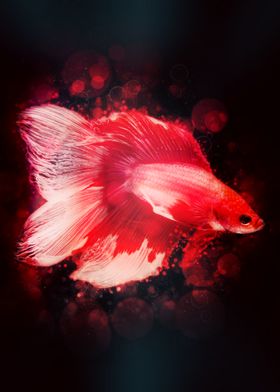 Betta Fish 7