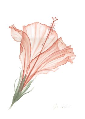 Transparent Hibiscus