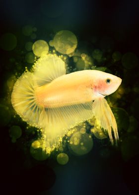 Betta Fish 1