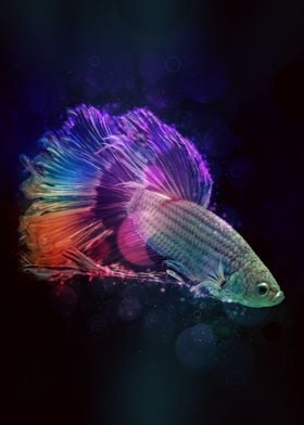 Betta Fish 10