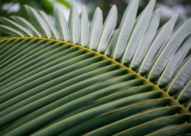 Coconut tree leaf