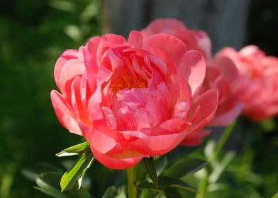 THE PINK PEONIE FLOWER