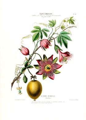 La Pomme Grenadille Floral