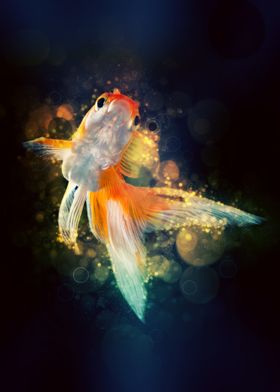 Goldfish 1