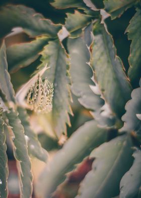 Jagged Edge Leaves