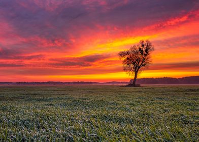 Sunrays at autumn sunrise