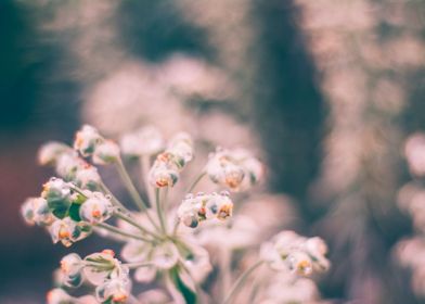 Dewy Flowers