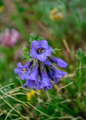 Mountain Flowers