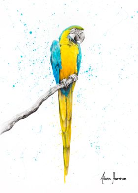 Mischievous Macaw