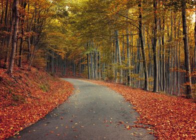 Road among fall trees