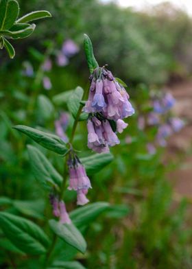 Mountain Flowers