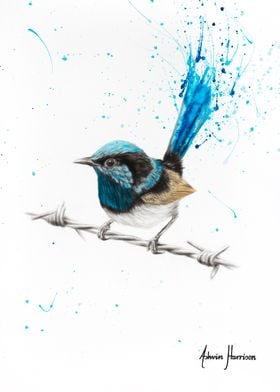 Blue Jay Bird print by Ashvin Harrison