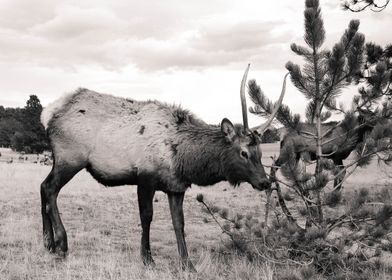 Elk in Estes 