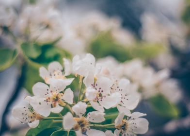 Blossom Flowers