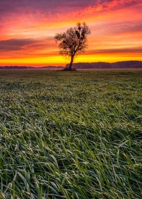 Sunrays at autumn sunrise