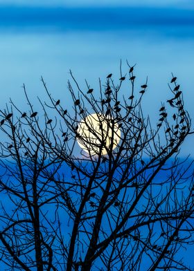 Winter Tree Birds Moon
