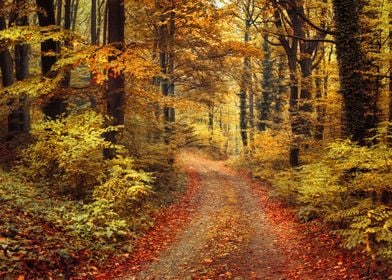 Autumn forest walk
