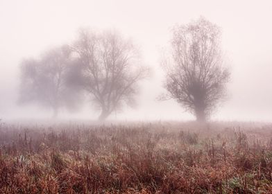 Misty foggy cold morning