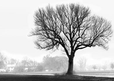 lonely tree in the fog