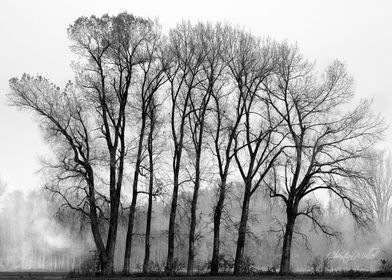 AutumnTrees in Fog 