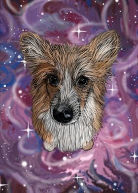 Corgi in space