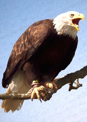 Bald American Eagle