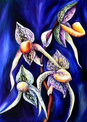 Lady Slipper Orchids Art