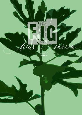 Fig