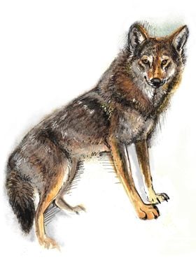 Totem Coyote Watercolor