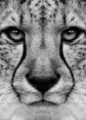 'leopard cheetah face' Poster by MK studio | Displate