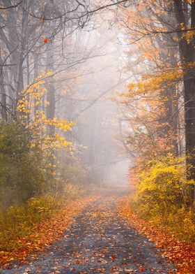 Road in Autumn Mist