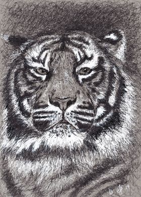  Tiger in scribble art