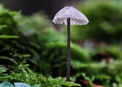 Closeup tiny mushroom