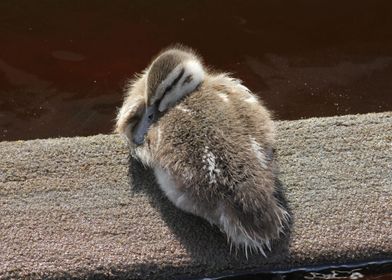 Duckling in the Sun