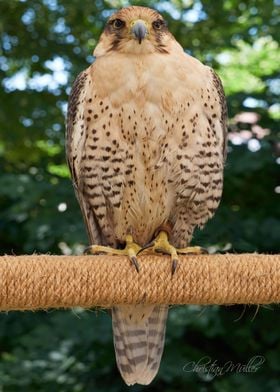 Falcon on branch