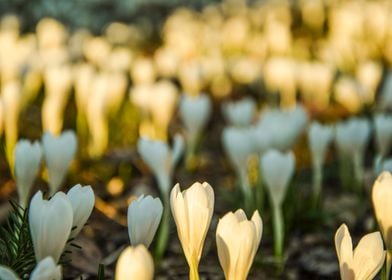 White spring crocus