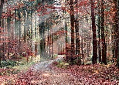 Red autumn forest