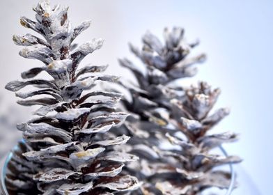 White colored Pinecone