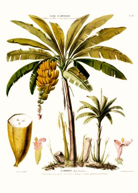 Le Bananier Tropical Tree