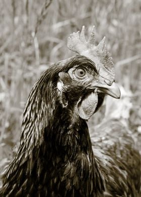 Closeup Chicken