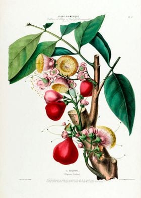 Le Eugenie Fruit Botanical