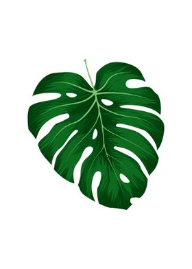 Monstera Deliciosa Leaf