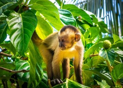 Monkey at Vassouras Brazil