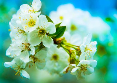 white flowers